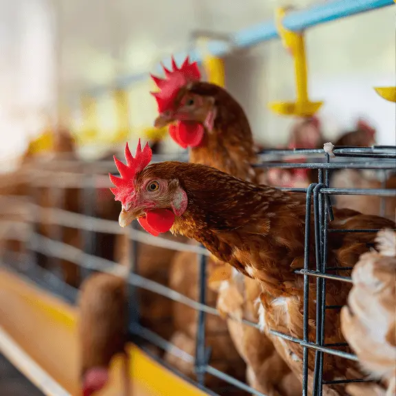 鶏舎内で飼育されている複数の鶏の様子。金網越しに並ぶ鶏を写した写真で、畜産・養鶏環境や食料生産の現場をイメージした画像。